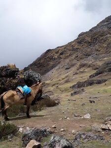 Qu'est-ce que le trek du Salcantay.