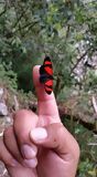 Papillon rencontré durant le trek